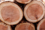 Holzstämme
